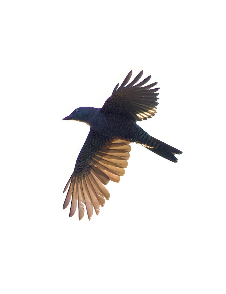 Bar-bellied Cuckooshrike - ML635288564