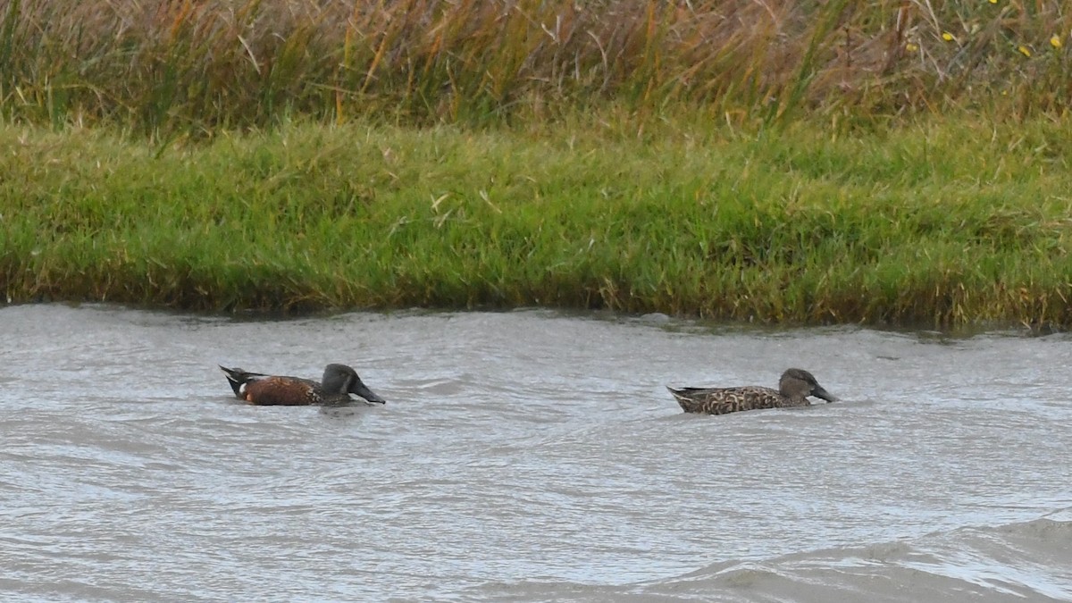 Canard bridé - ML635288594