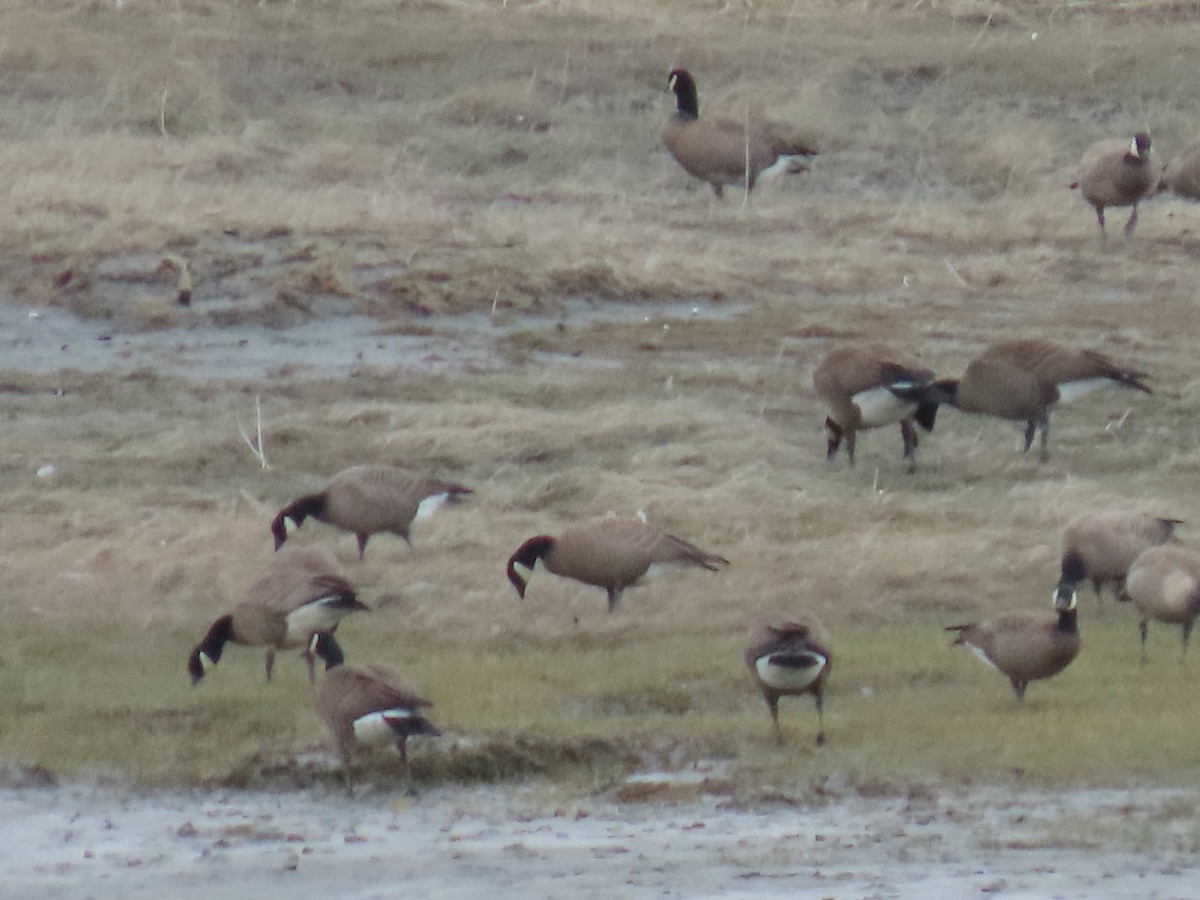 Cackling Goose (minima) - ML635288604