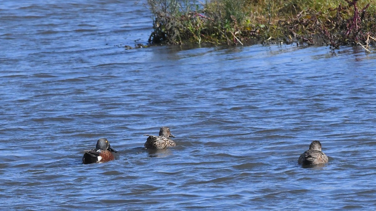 Canard bridé - ML635288605