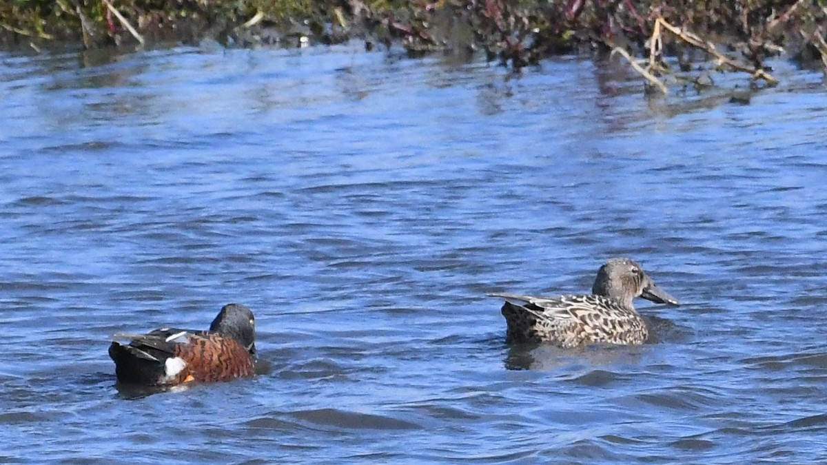 Canard bridé - ML635288606