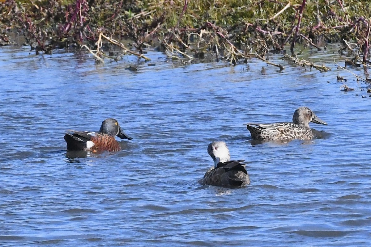 Canard bridé - ML635288617