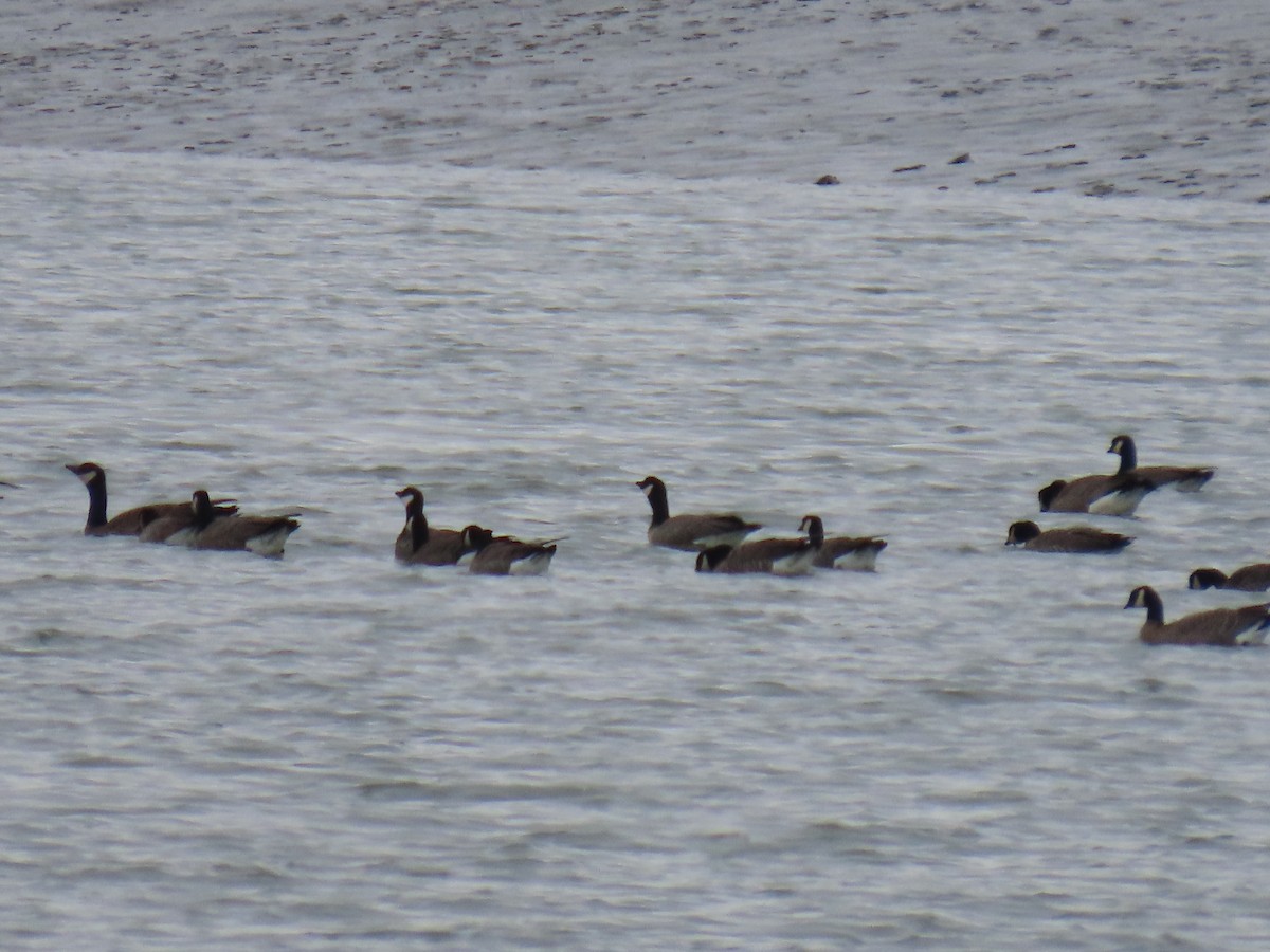 Cackling Goose (minima) - ML635288618