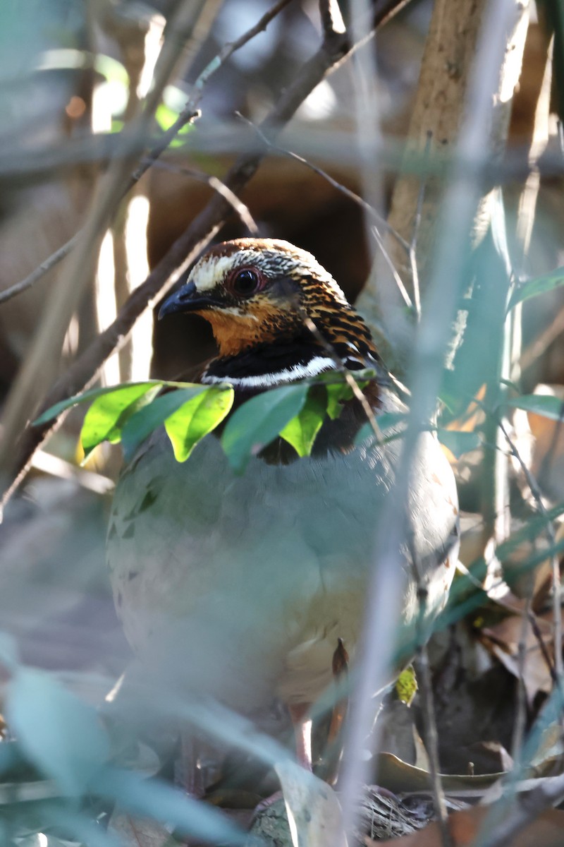 White-necklaced Partridge - ML635288675