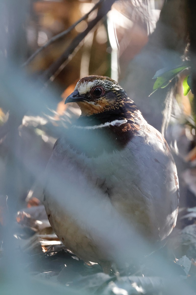 White-necklaced Partridge - ML635288676