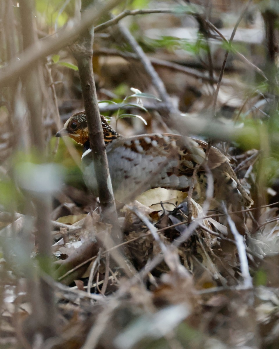 White-necklaced Partridge - ML635288677