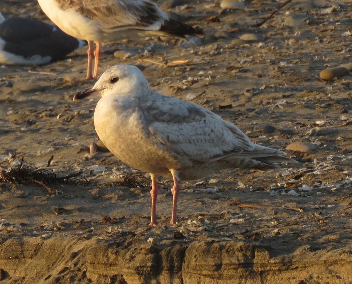 Iceland Gull (Thayer's) - ML635288692
