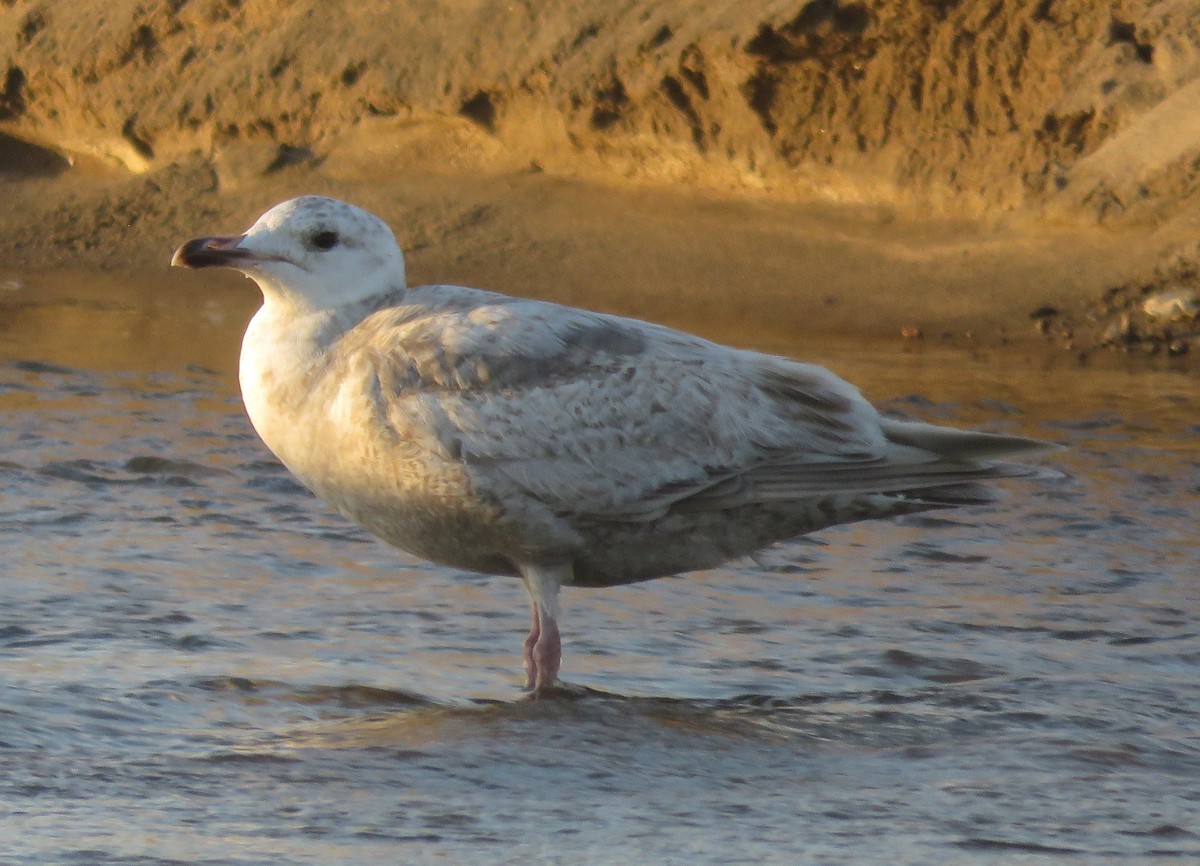 Iceland Gull (Thayer's) - ML635288693