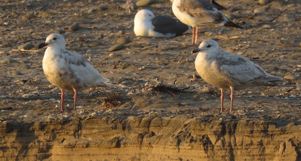 Iceland Gull (Thayer's) - ML635288694