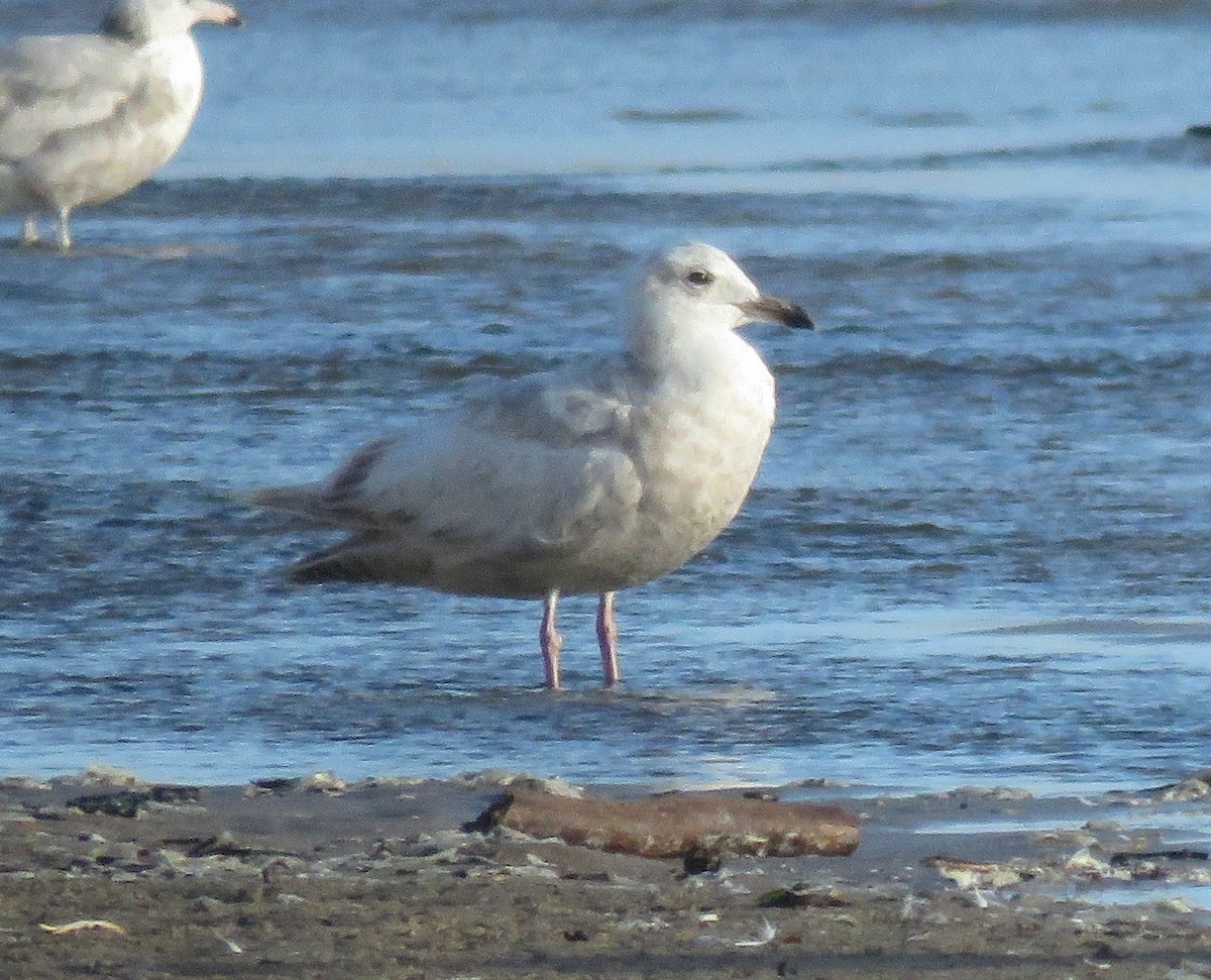 Iceland Gull (Thayer's) - ML635288696