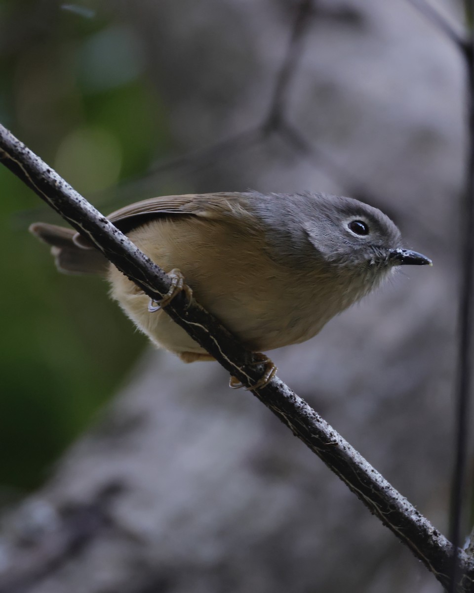 Huet's Fulvetta - ML635288732