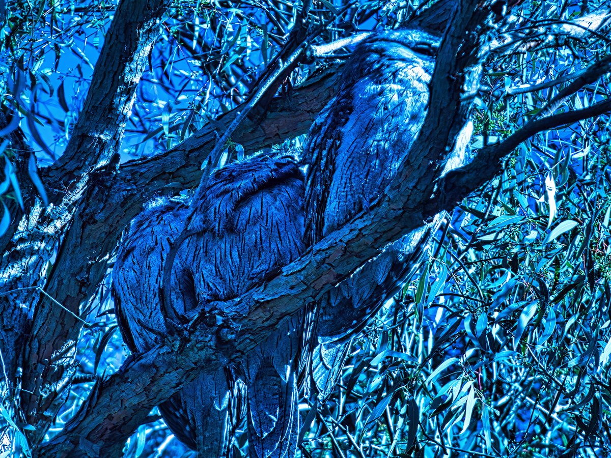 Tawny Frogmouth - ML635288734