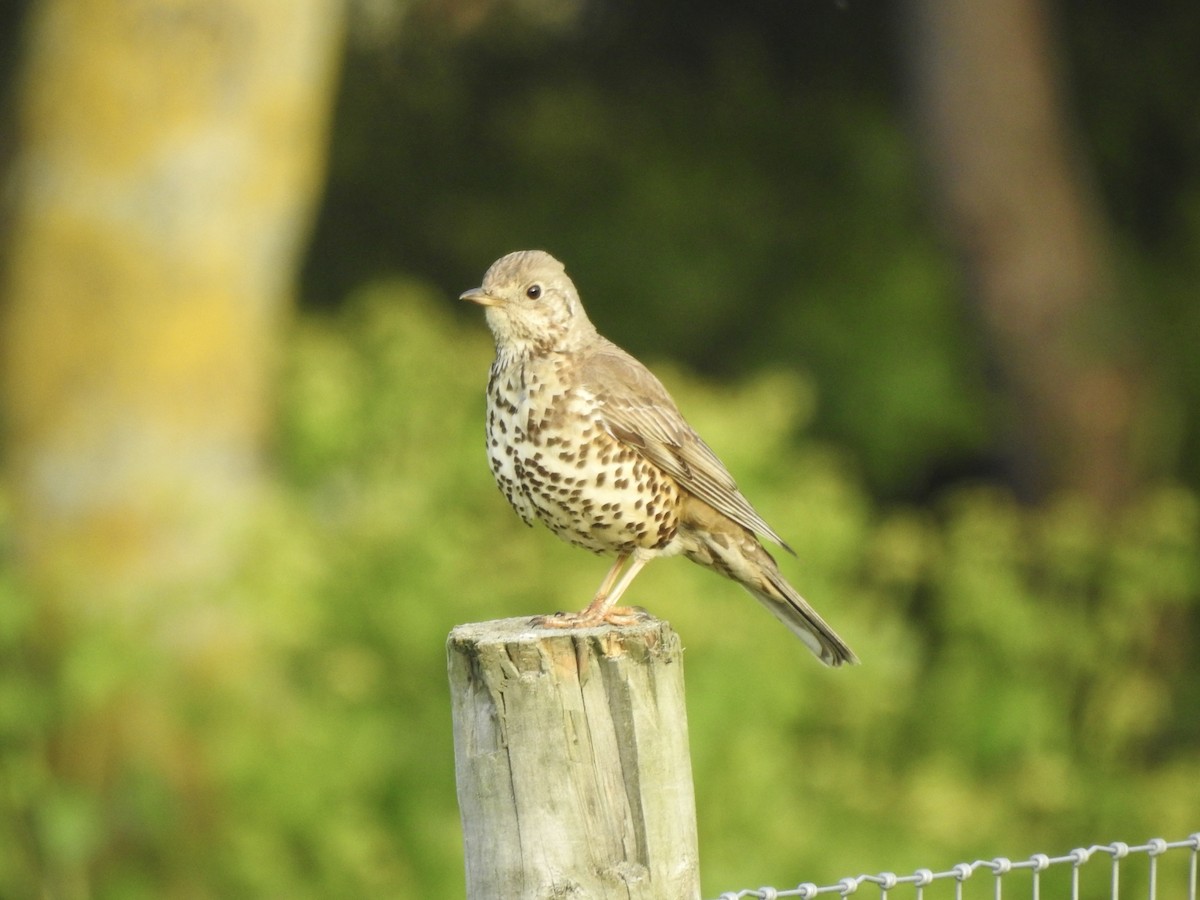 Mistle Thrush - ML635288735