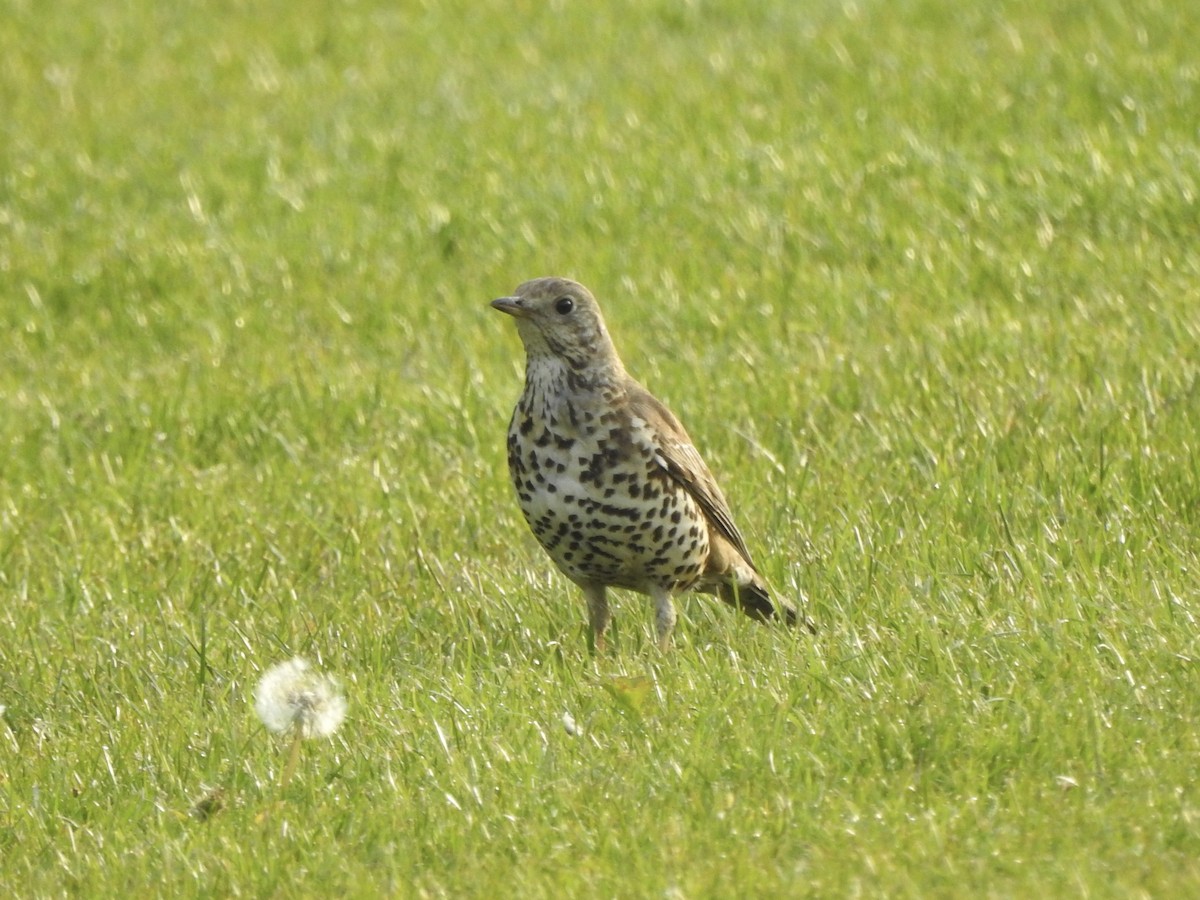 Mistle Thrush - ML635288736