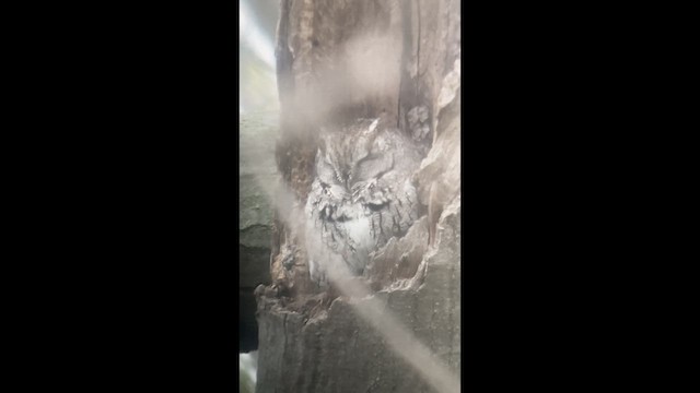 Eastern Screech-Owl - ML635288743