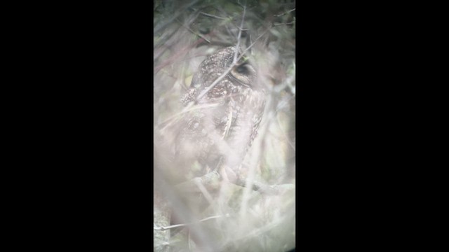 Long-eared Owl - ML635288749