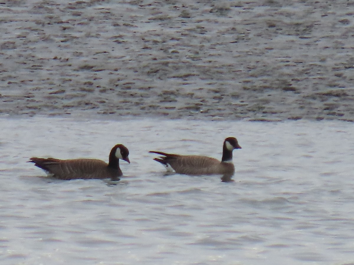 Cackling Goose (minima) - ML635288761