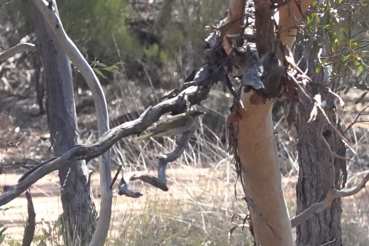 Yellow-plumed Honeyeater - ML635288912