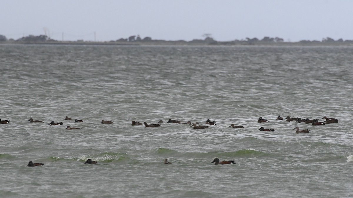Canard bridé - ML635289068