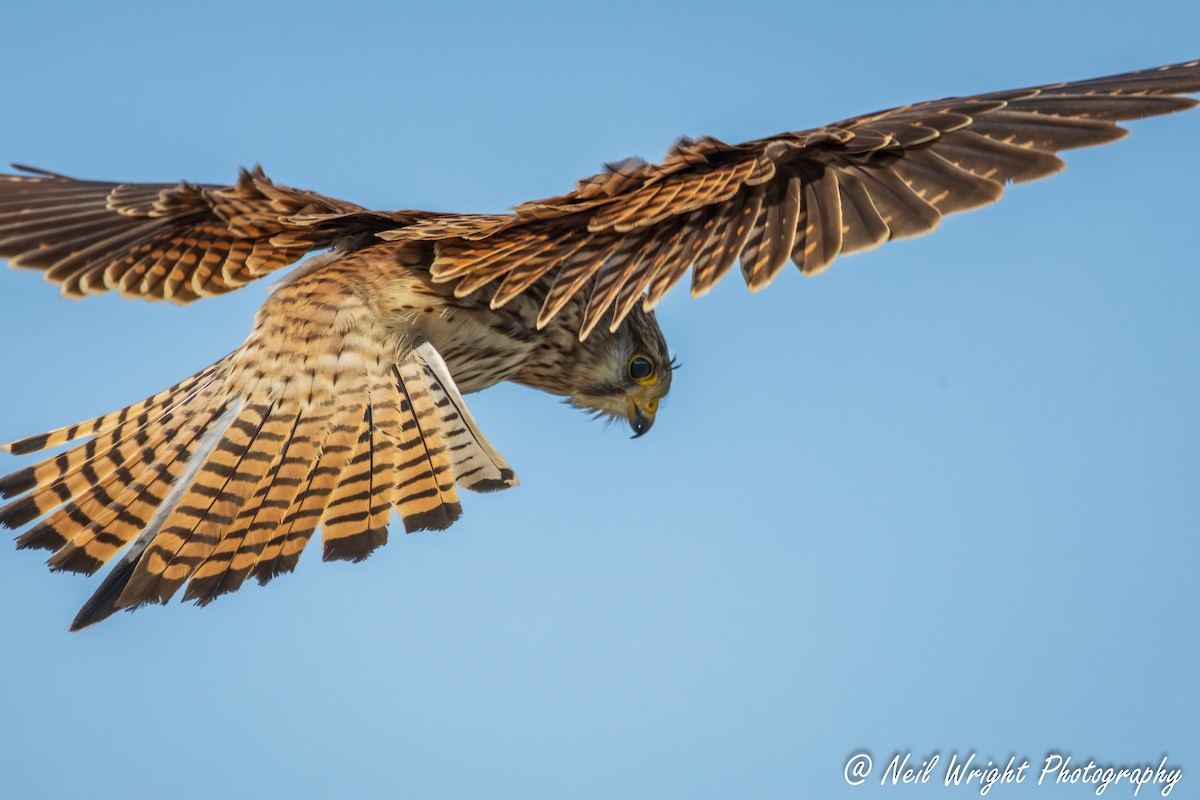 Eurasian Kestrel - ML635289148