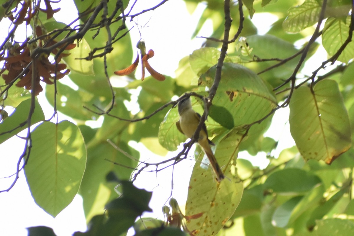 Small Minivet - ML635289192
