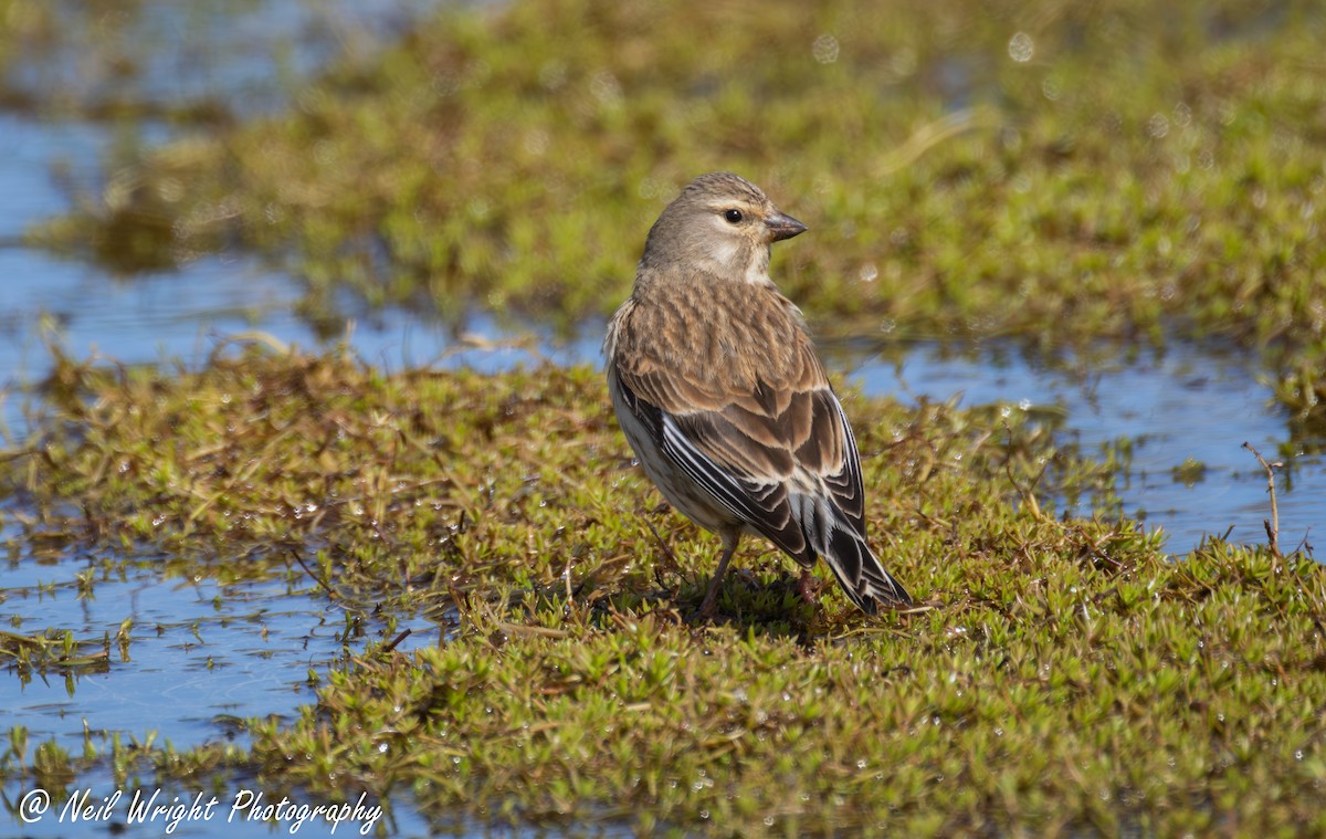 Eurasian Linnet - ML635289209
