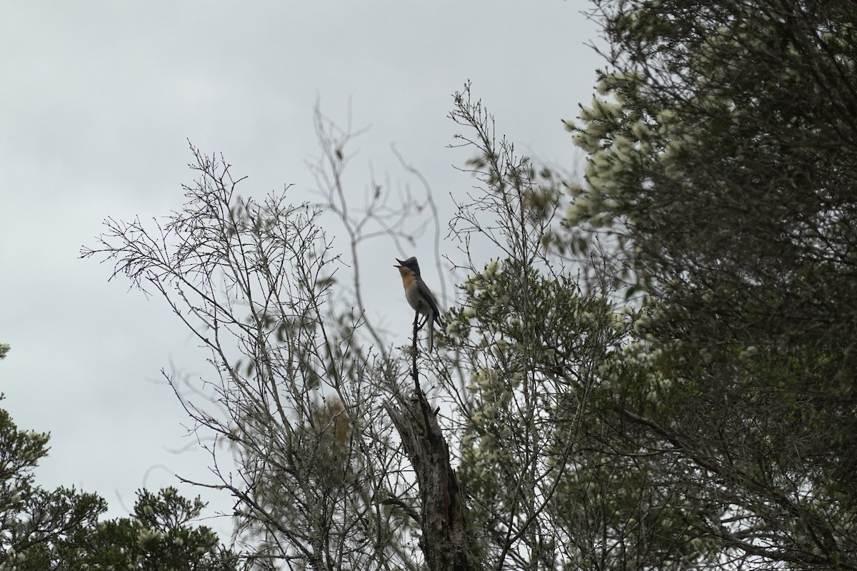 Leaden Flycatcher - ML635289215