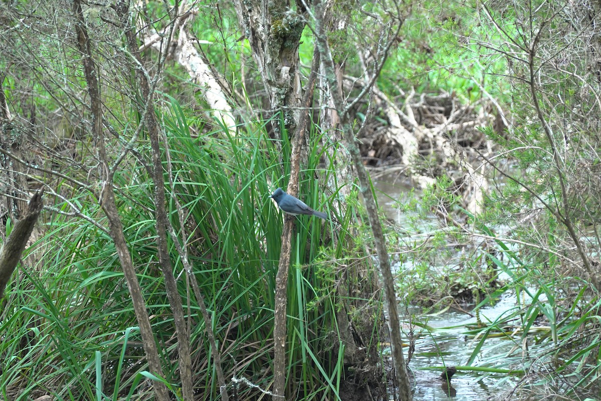 Leaden Flycatcher - ML635289216