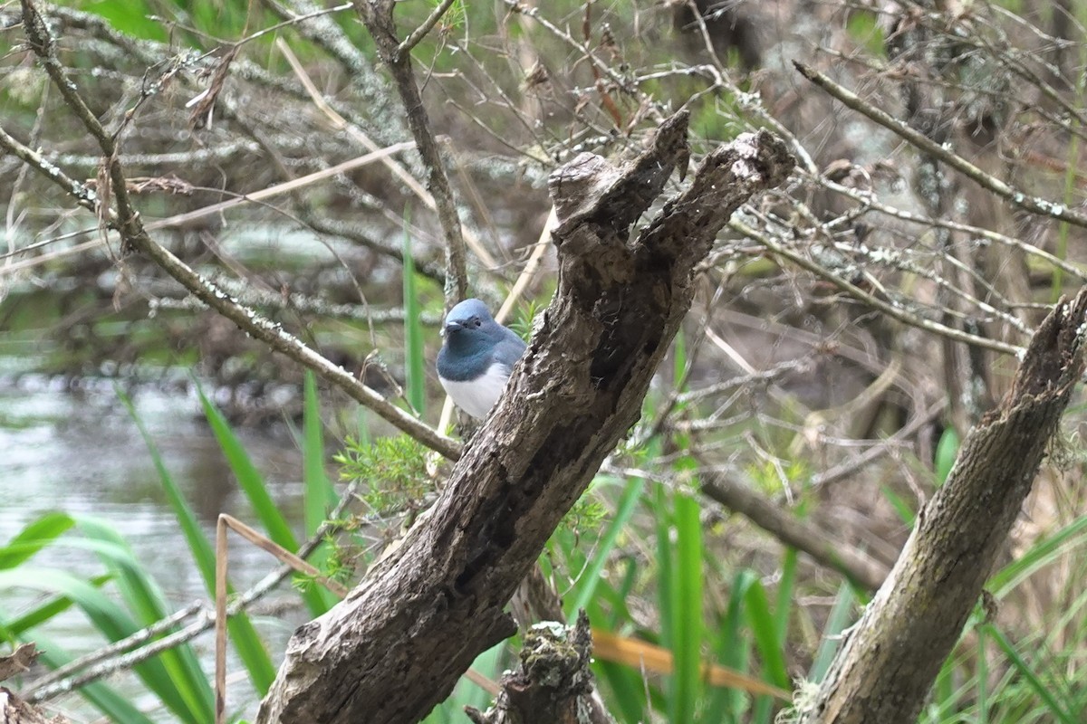 Leaden Flycatcher - ML635289218