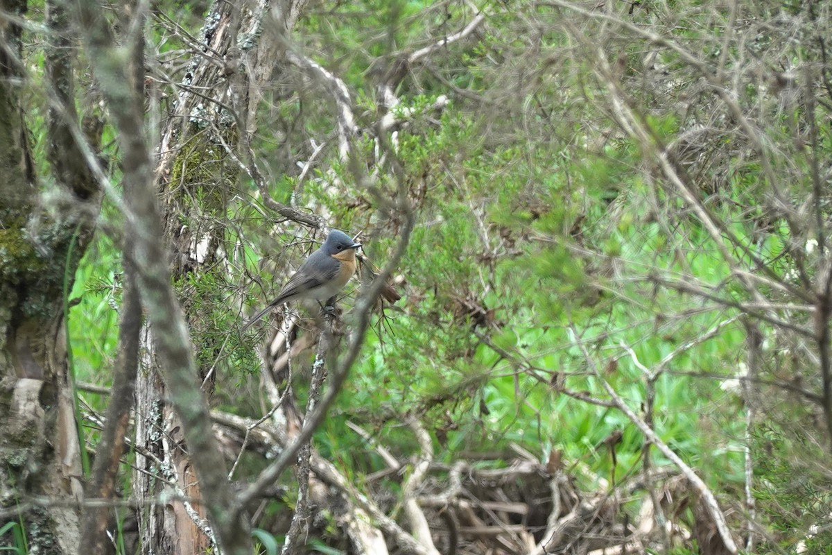 Leaden Flycatcher - ML635289219