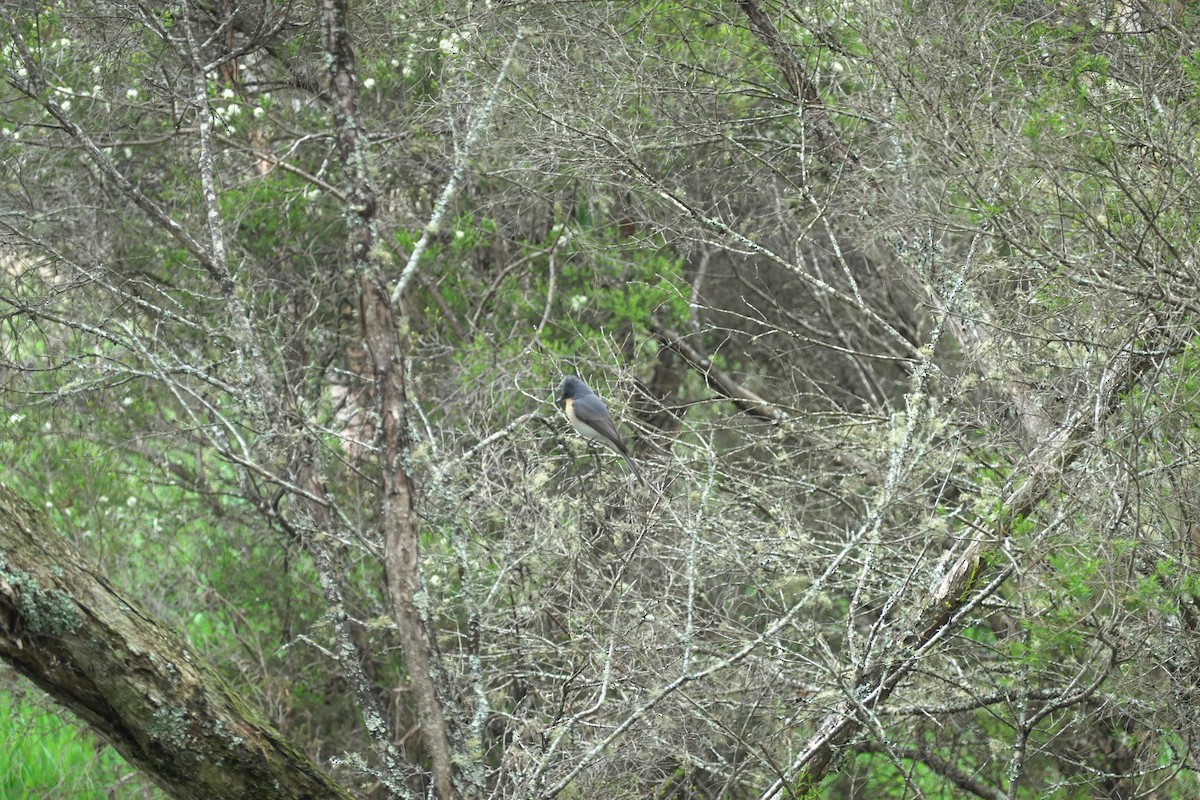 Leaden Flycatcher - ML635289221
