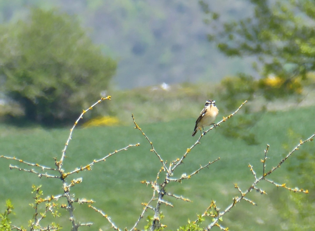 Whinchat - ML635289272