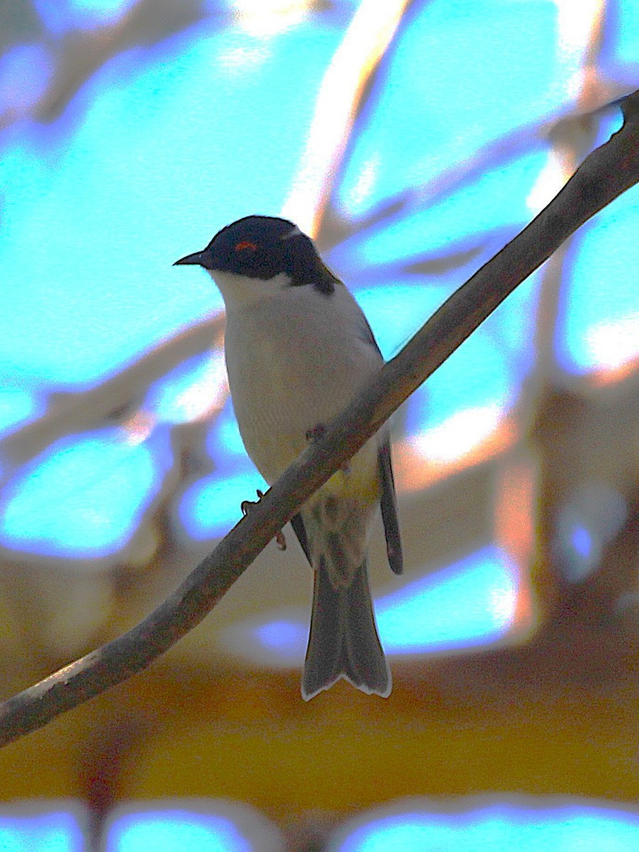 White-naped Honeyeater - ML635289322