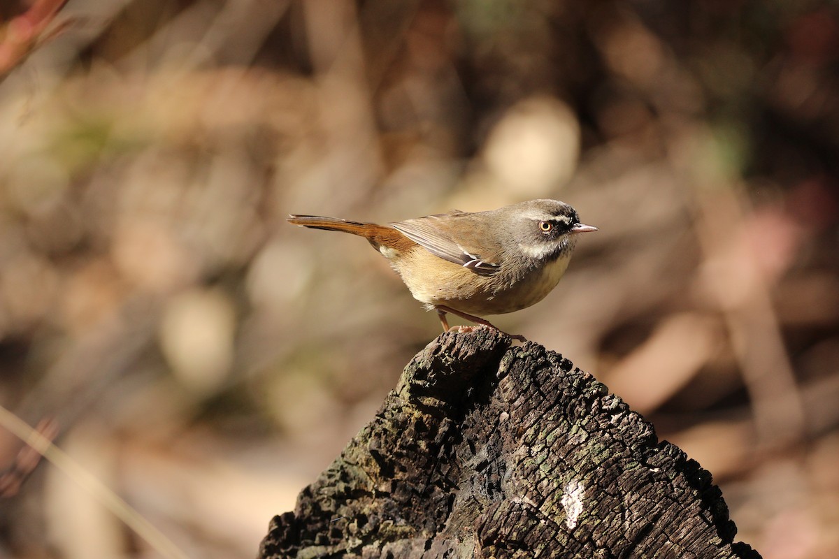 White-browed Scrubwren - ML635289331
