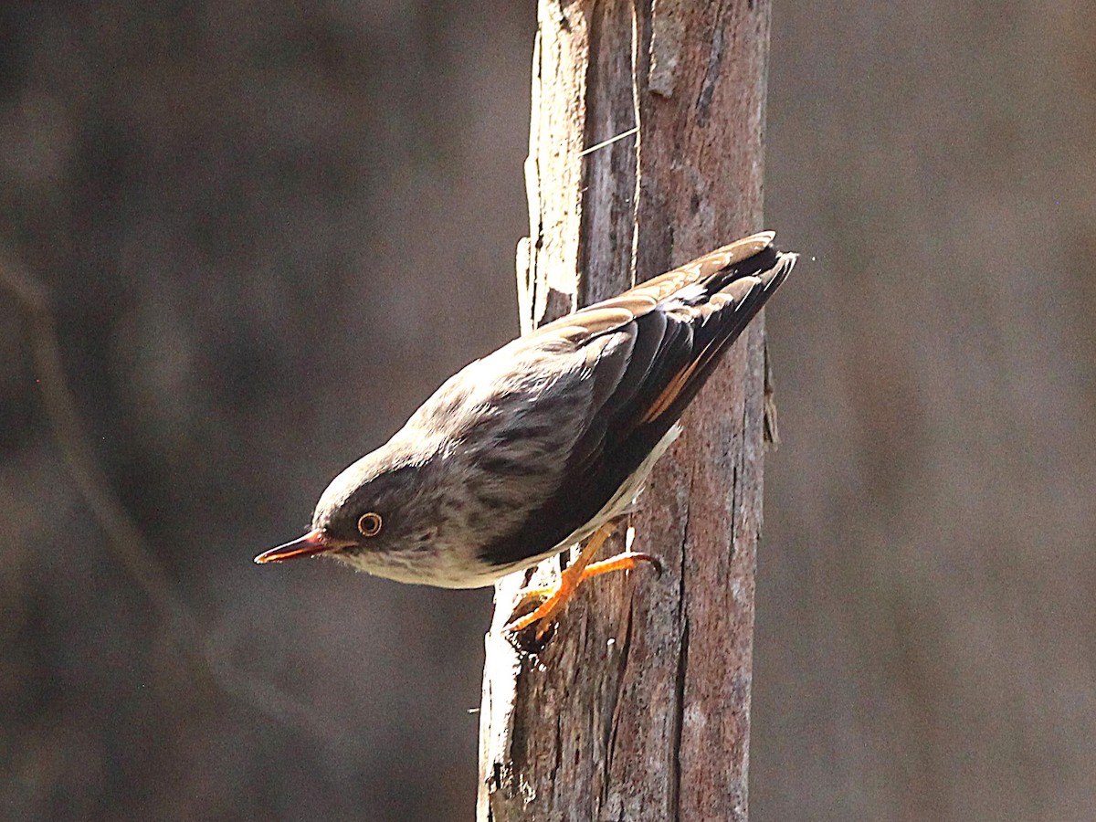 Varied Sittella - ML635289334
