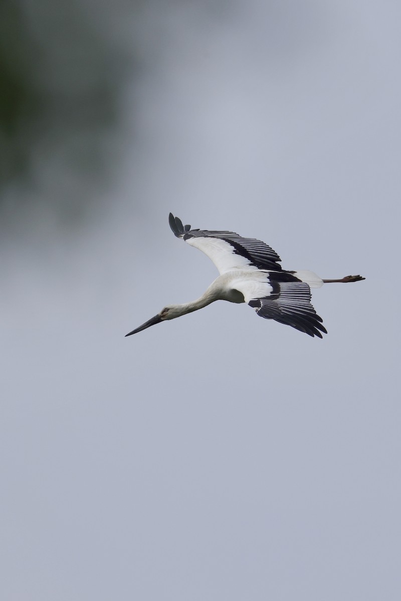 Oriental Stork - ML635289407