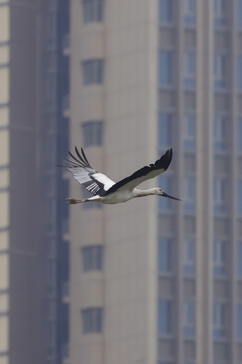 Oriental Stork - ML635289408