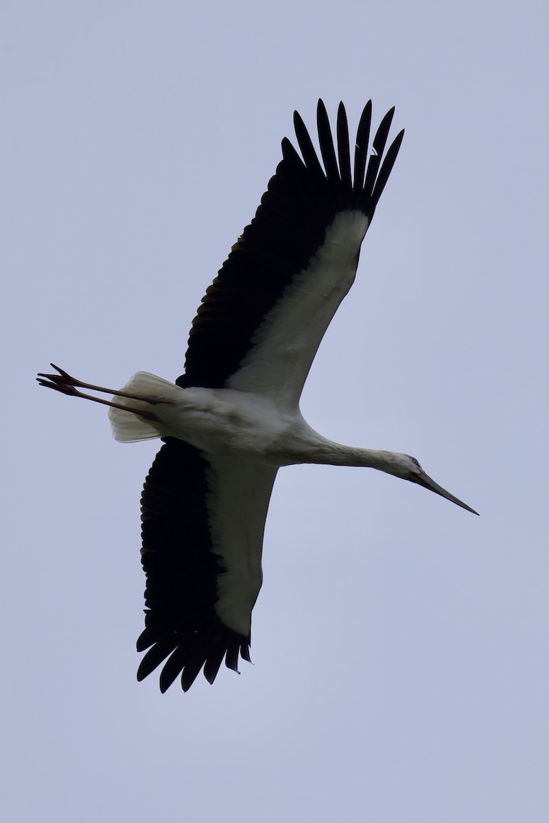 Oriental Stork - ML635289409