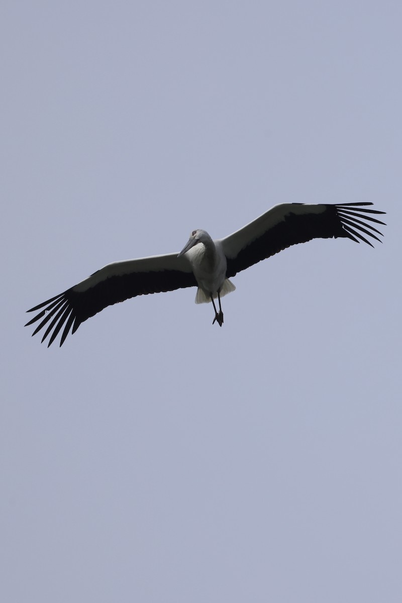Oriental Stork - ML635289410
