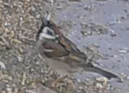 House x Eurasian Tree Sparrow (hybrid) - ML635289428