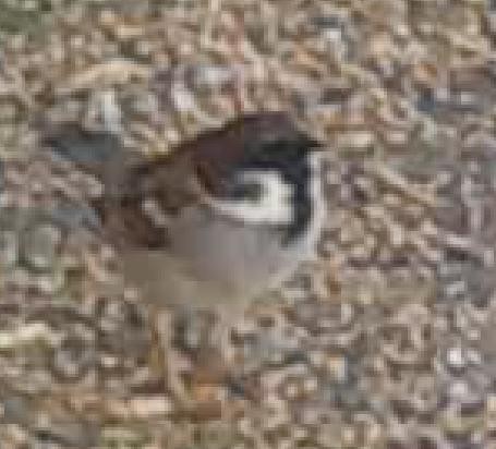 House x Eurasian Tree Sparrow (hybrid) - ML635289444