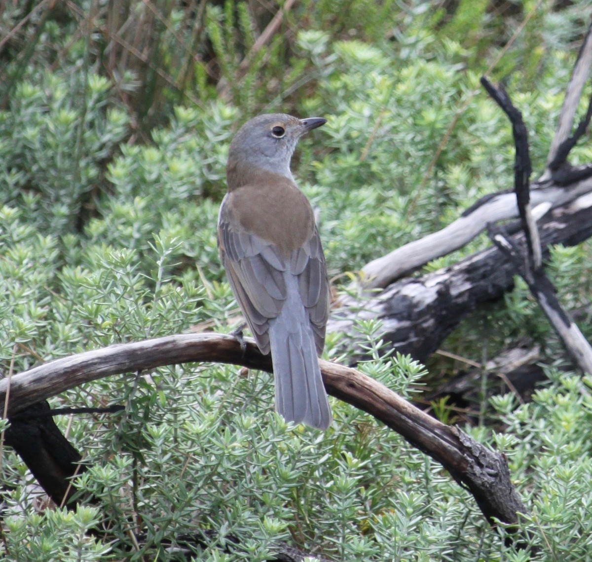 Gray Shrikethrush - ML635289549