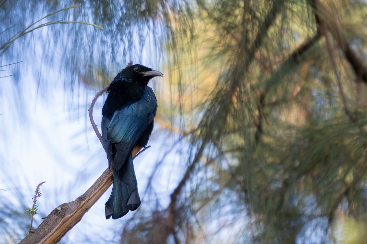Hair-crested Drongo - ML635289577
