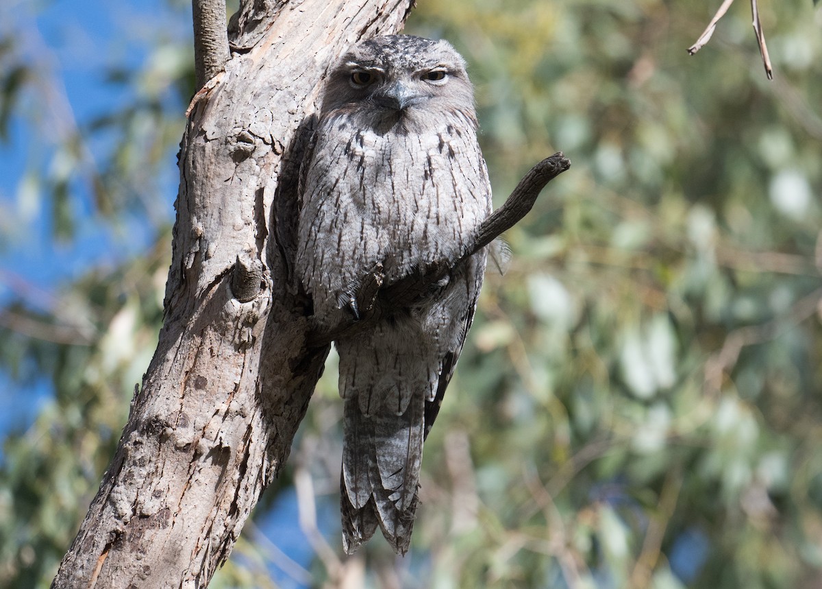 Tawny Frogmouth - ML635289595