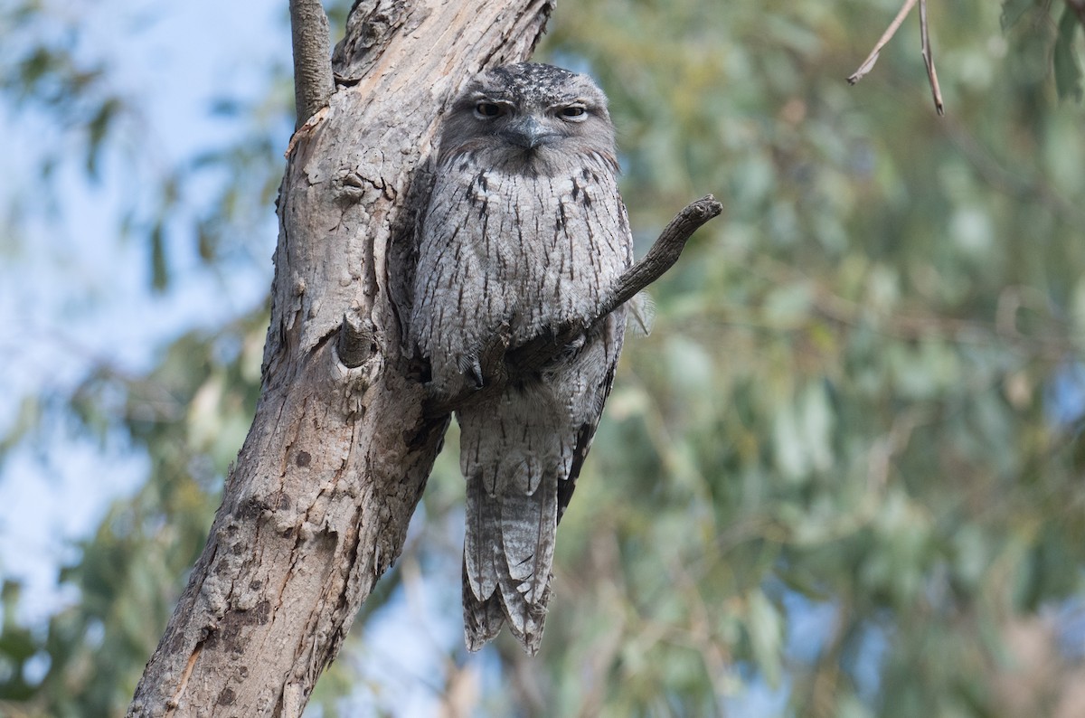Tawny Frogmouth - ML635289606