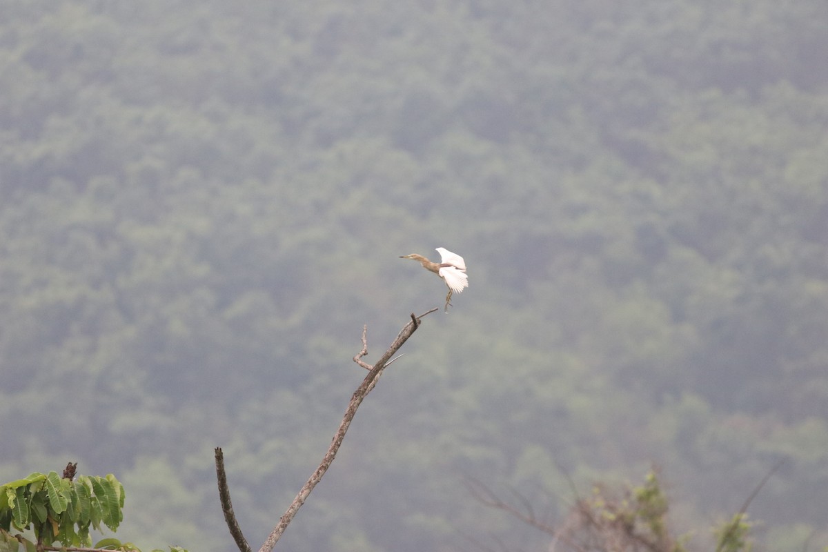Indian Pond-Heron - ML635289636