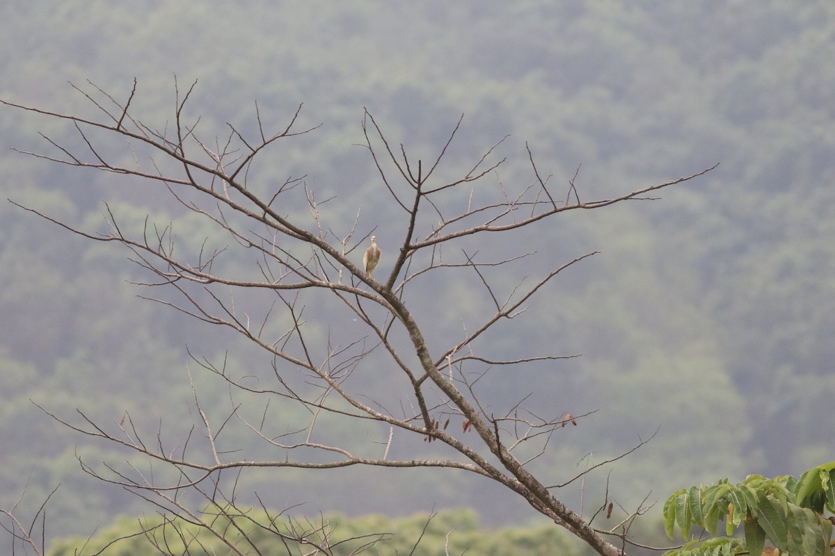 Indian Pond-Heron - ML635289639