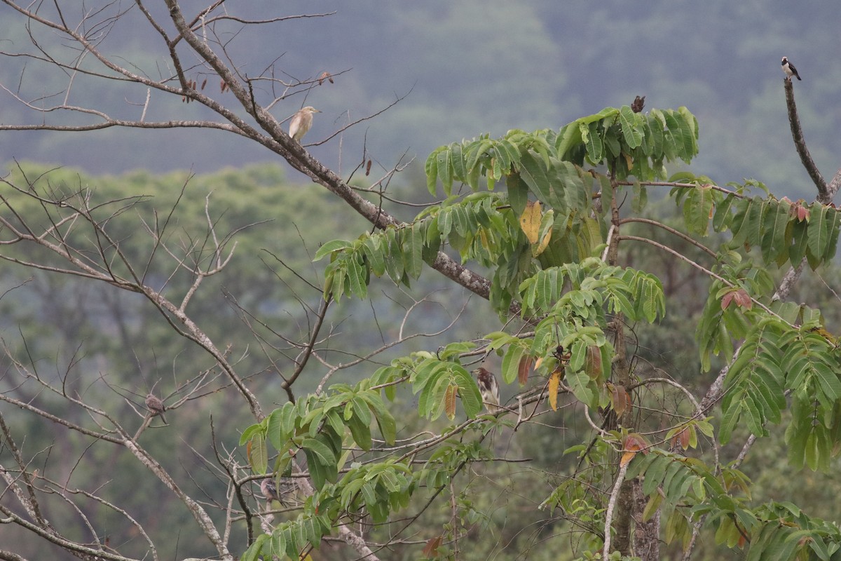 Indian Pond-Heron - ML635289640