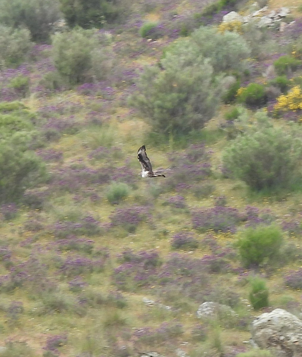 עיט ניצי - ML635289703