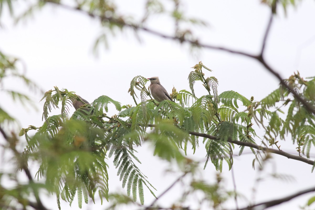Burmese Myna - ML635289724